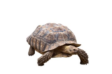 Beyaz arka planda Afrika kaplumbağa, kaplumbağa (Centrochelys sulcata) türleri izole edilmiştir..