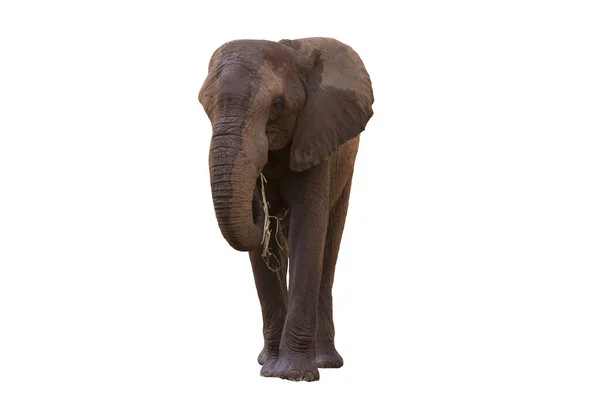 Una Foto Elefante Africano Primo Piano Che Una Rilassante Passeggiata — Foto Stock