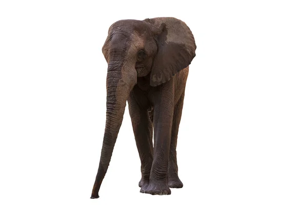 Kép Egy Afrikai Elefánt Előtérben Vesz Egy Pihentető Séta Elszigetelt — Stock Fotó