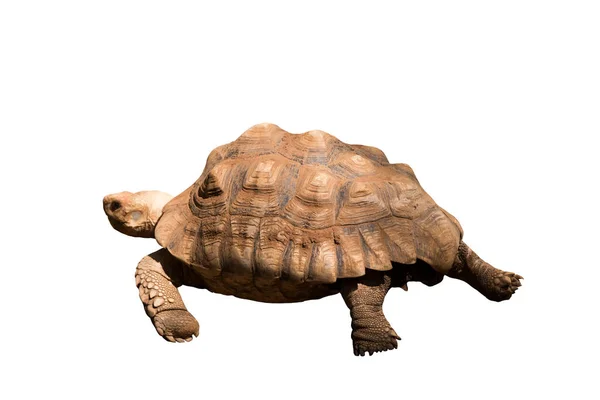 Afrikanska Arter Sköldpadda Sköldpadda Centrochelys Sulcata Isolerad Vit Bakgrund — Stockfoto