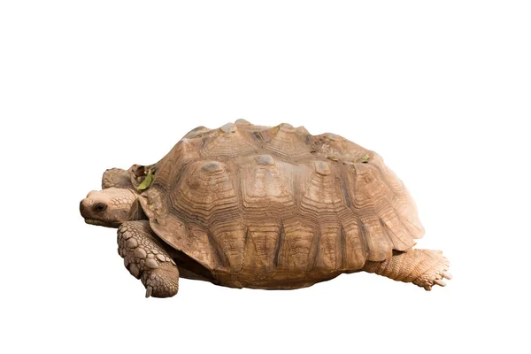 African Species Tortoise Turtle Centrochelys Sulcata Isolated White Background — Stock Photo, Image