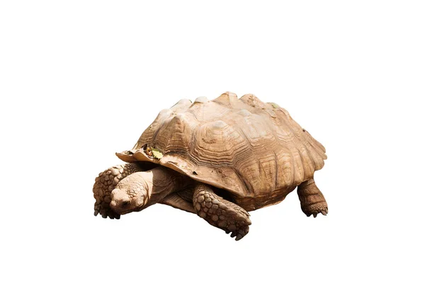 African Species Tortoise Turtle Centrochelys Sulcata Isolated White Background — Stock Photo, Image