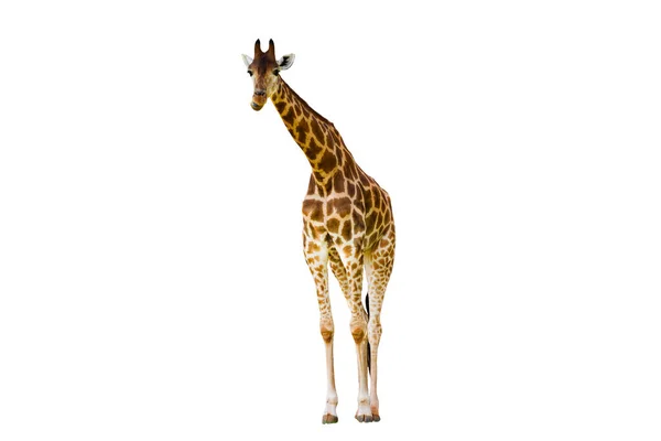 Giraffa Collo Lungo Gambe Lunghe Isolate Sullo Sfondo Bianco — Foto Stock
