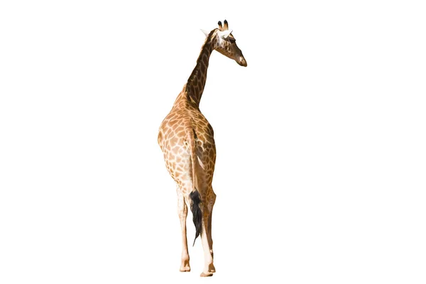 Giraffa Collo Lungo Gambe Lunghe Isolate Sullo Sfondo Bianco — Foto Stock