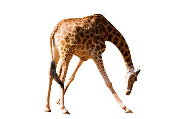 Жираф Длинная Шея Длинные Ноги Раздвигающие Ноги Склоняющие Голову Белом — стоковое фото