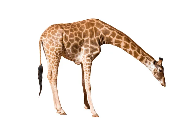 Girafa Pescoço Longo Longo Legsisolado Espalhando Pernas Curvando Cabeça Sobre — Fotografia de Stock
