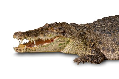 Kapalı çekim Büyük Timsah beyaz arka planda izole edilmiş ağız. Kesme yolu.