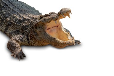 Kapalı çekim Büyük Timsah beyaz arka planda izole edilmiş ağız. Kesme yolu.