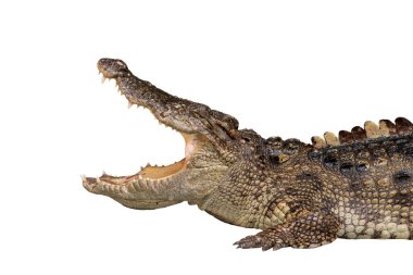 Kapalı çekim Büyük Timsah beyaz arka planda izole edilmiş ağız. Kesme yolu.