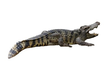 Beyaz arkaplana yapışık büyük timsah resmi. 