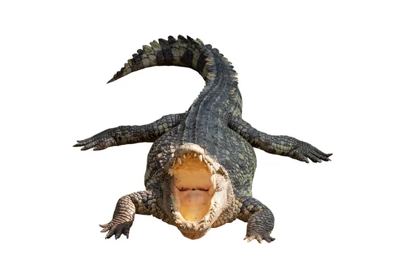 Close Large Crocodile Image Solated White Background — Stock Photo, Image