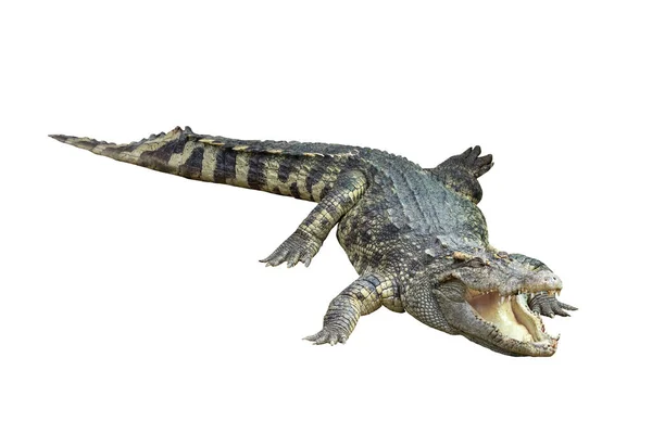 Detailní Záběr Velký Krokodýlí Obraz Izolovaný Bílém Pozadí — Stock fotografie