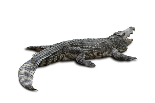 Close Duży Obraz Krokodyla Izolowany Białym Tle — Zdjęcie stockowe
