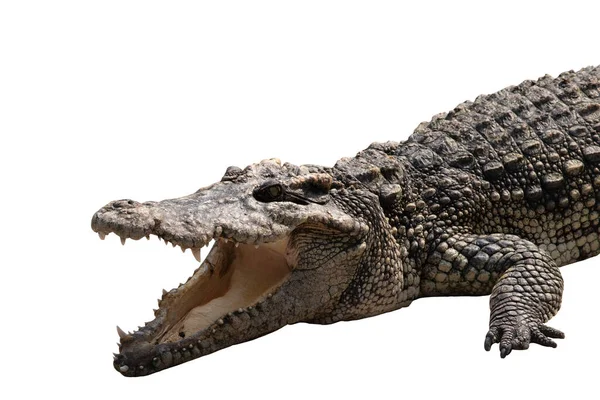 Close Large Crocodile Open Mouth Isolated White Background Clipping Path — Stock Photo, Image