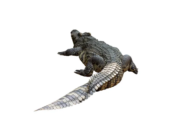 Närbild Stor Krokodil Bild Solerad Vit Bakgrund — Stockfoto