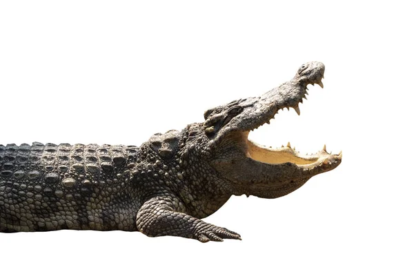 Крупный План Большой Крокодил Открытый Рот Изолирован Белом Фоне Обрезной — стоковое фото