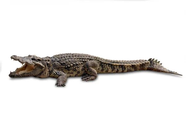 Närbild Stor Krokodil Bild Solerad Vit Bakgrund — Stockfoto