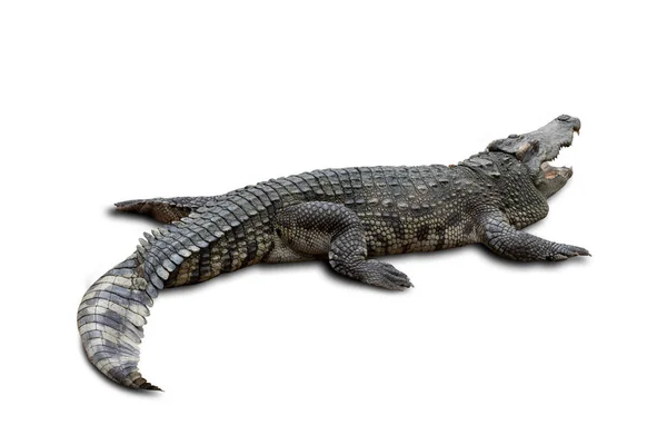 Close Large Crocodile Image Solated White Background — Stock Photo, Image