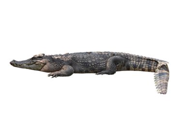 Beyaz arkaplana yapışık büyük timsah resmi. 