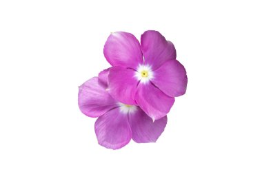 Beyaz arka planda izole edilmiş pembe çiçekler. Resim kolayca düzenlenebilir pembe çiçekler.  