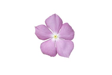 Beyaz arka planda izole edilmiş pembe çiçekler. Resim kolayca düzenlenebilir pembe çiçekler.  