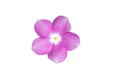 Beyaz arka planda izole edilmiş pembe çiçekler. Resim kolayca düzenlenebilir pembe çiçekler.  