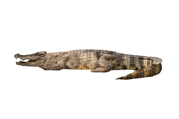 Close Large Crocodile Image Solated White Background — Stock Photo, Image