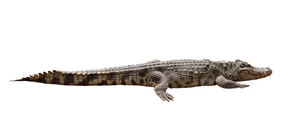 Közelkép Nagy Krokodil Kép Elszigetelt Fehér Háttér — Stock Fotó