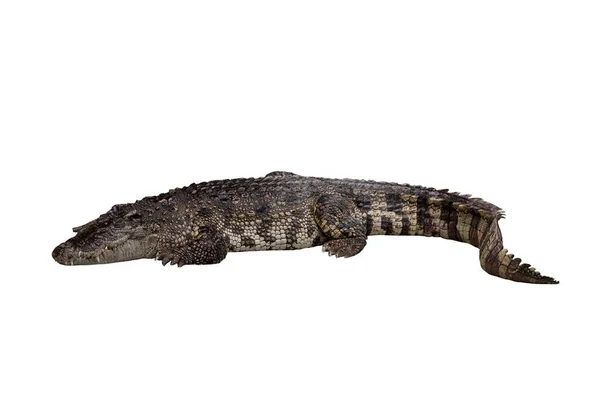 Közelkép Nagy Krokodil Kép Elszigetelt Fehér Háttér — Stock Fotó
