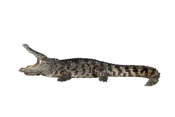 Close Large Crocodile Image Solated White Background — Stock Photo, Image