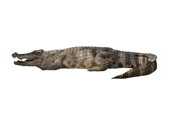 Close Large Crocodile Image Solated White Background — Stock Photo, Image