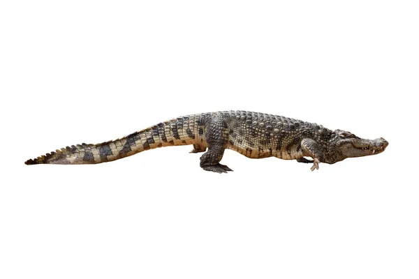 Close Large Crocodile Image Solated White Background — Stock Photo, Image