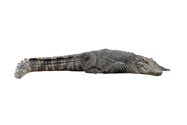 Крупный План Большой Крокодил Белом Фоне — стоковое фото