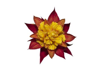 Beyaz arkaplanda çok renkli Bromeliad izole edilmiş. Kesme yolu.