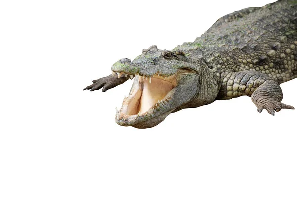Imagem Crocodilo Solo Amphibian Animals Isolated Fundo Branco — Fotografia de Stock