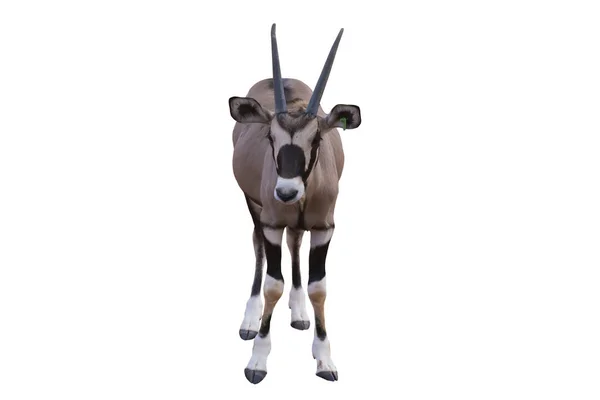 Picture Gemsbok Standing Isolated White Background — Stock Photo, Image