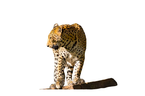 Představte Leoparda Nádherného Jaguára Ležícího Kmeni Stromu Izolované Bílém Pozadí — Stock fotografie