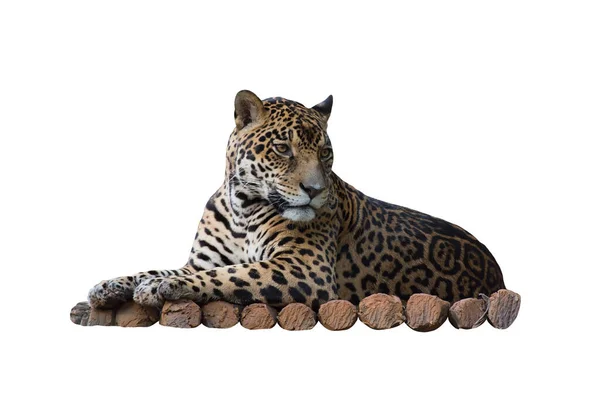 Photo Léopard Magnifique Jaguar Reposant Sur Tronc Arbre Isolé Sur — Photo