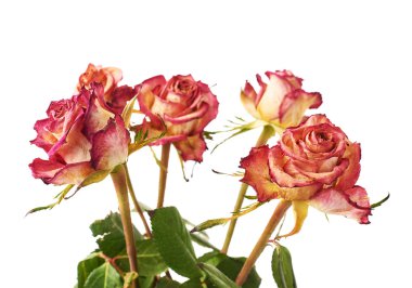 Pembe Gül beyaz arka plan üzerinde kurutulmuş