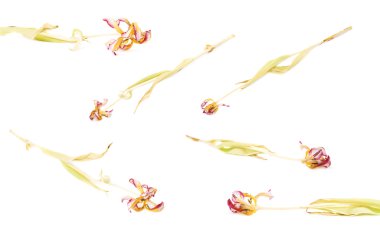 Beyaz arka plan üzerinde Pembe Lale çiçek kurutulmuş