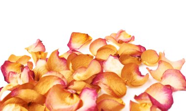 Romantik arka plan düzenleme olarak pembe gül yaprakları ile kaplı beyaz yüzey