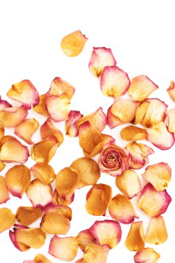 Pembe gül yaprakları ve romantik arka plan kompozisyon olarak tek bud ile kaplı beyaz yüzey