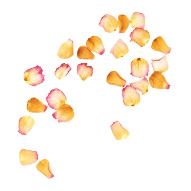 Romantik arka plan düzenleme olarak pembe gül yaprakları ile kaplı beyaz yüzey