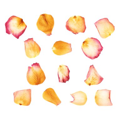 Beyaz arka plan üzerinde izole pembe Gül çiçek yaprakları