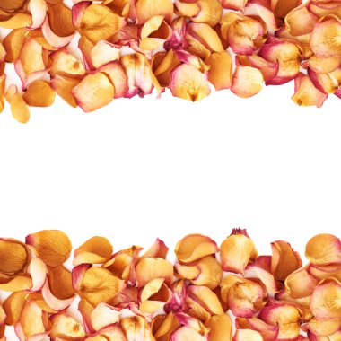 Satır pembe gül yaprakları romantik bir düzenleme olarak beyaz arka plan üzerinde yapılan