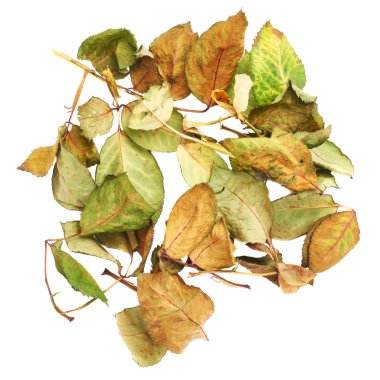 Beyaz yüzey soyut bir düzenleme olarak kurutulmuş gül yaprakları ile kaplı