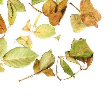 Beyaz yüzey soyut bir düzenleme olarak kurutulmuş gül yaprakları ile kaplı