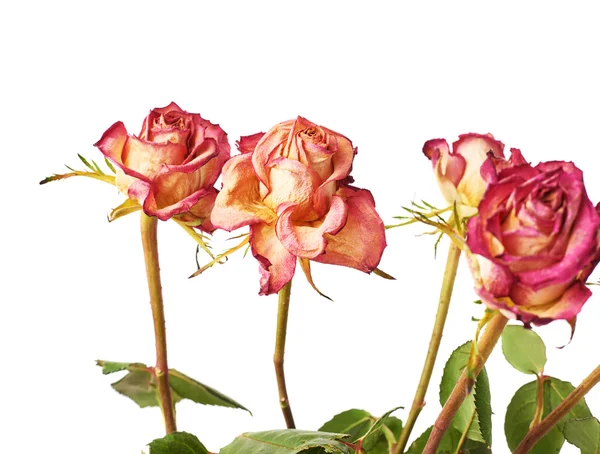 Сушені рожеві троянди на білому тлі — стокове фото