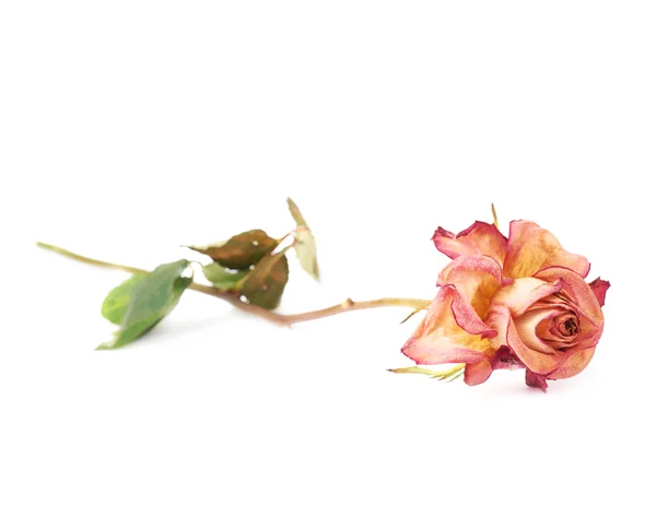Růžová růže se suší na bílém pozadí — Stock fotografie
