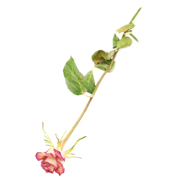 Dried pink rose over the white background — Stock Photo, Image